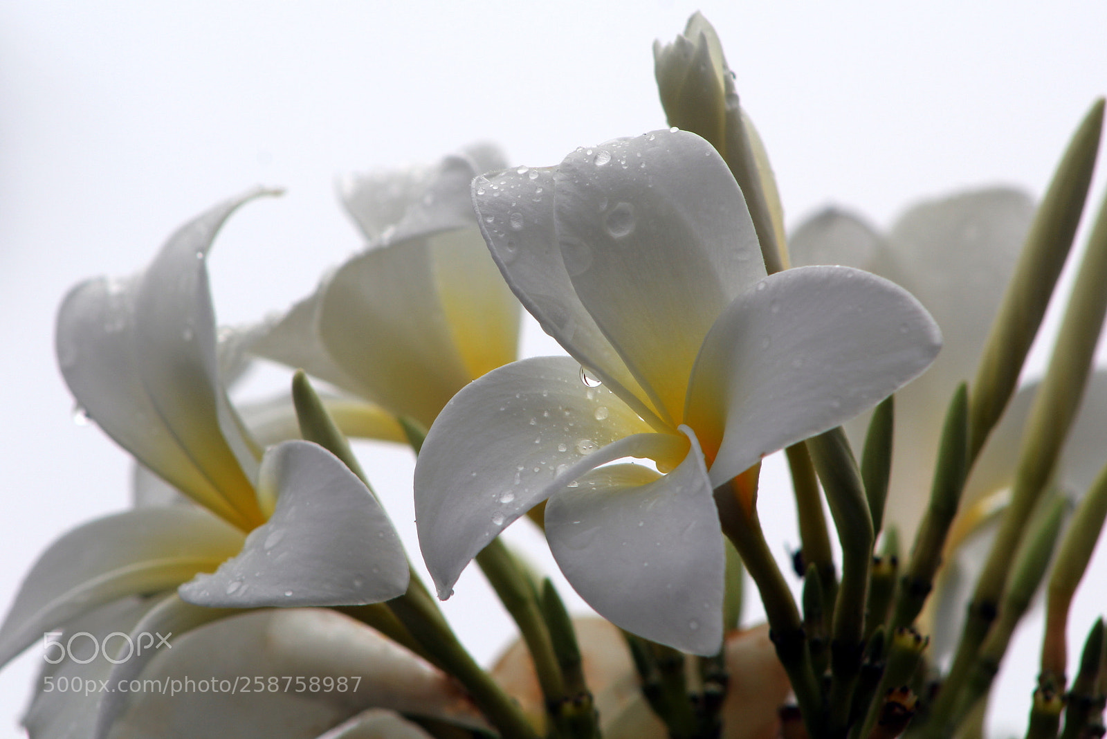 Canon EF 75-300mm f/4-5.6 sample photo. Blooming plumeria after rain photography
