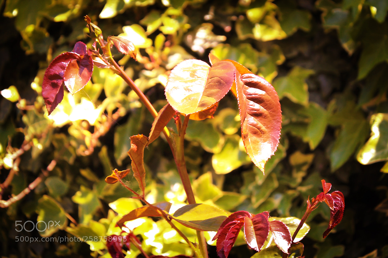 Canon EOS 700D (EOS Rebel T5i / EOS Kiss X7i) sample photo. Rose bush and ivy photography