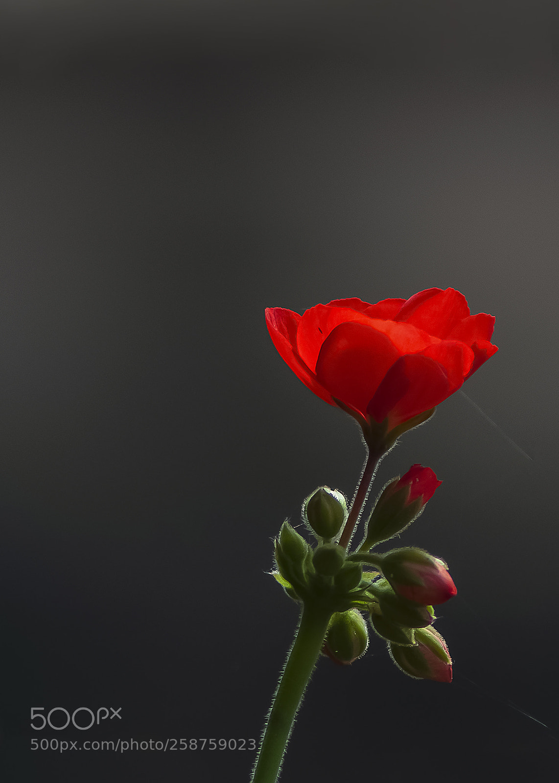 Nikon D90 sample photo. Pelargonium photography