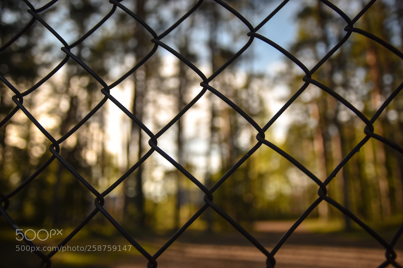 Nikon D5500 sample photo. Fence photography