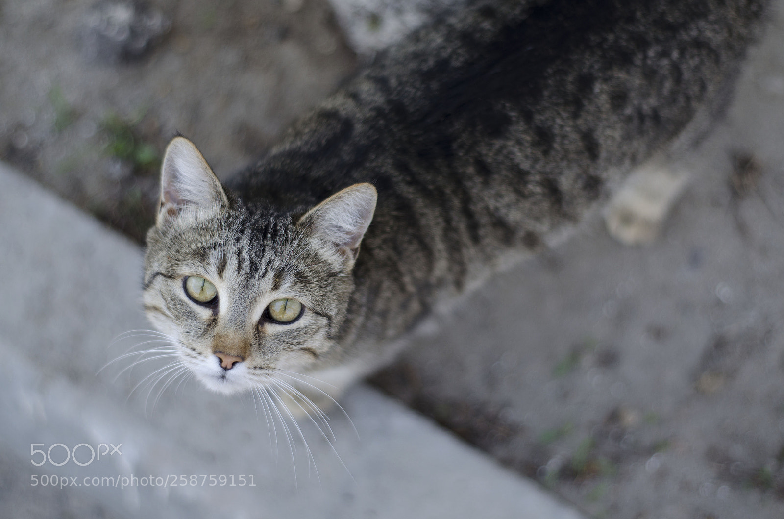 Nikon D5100 sample photo. Gray cat photography