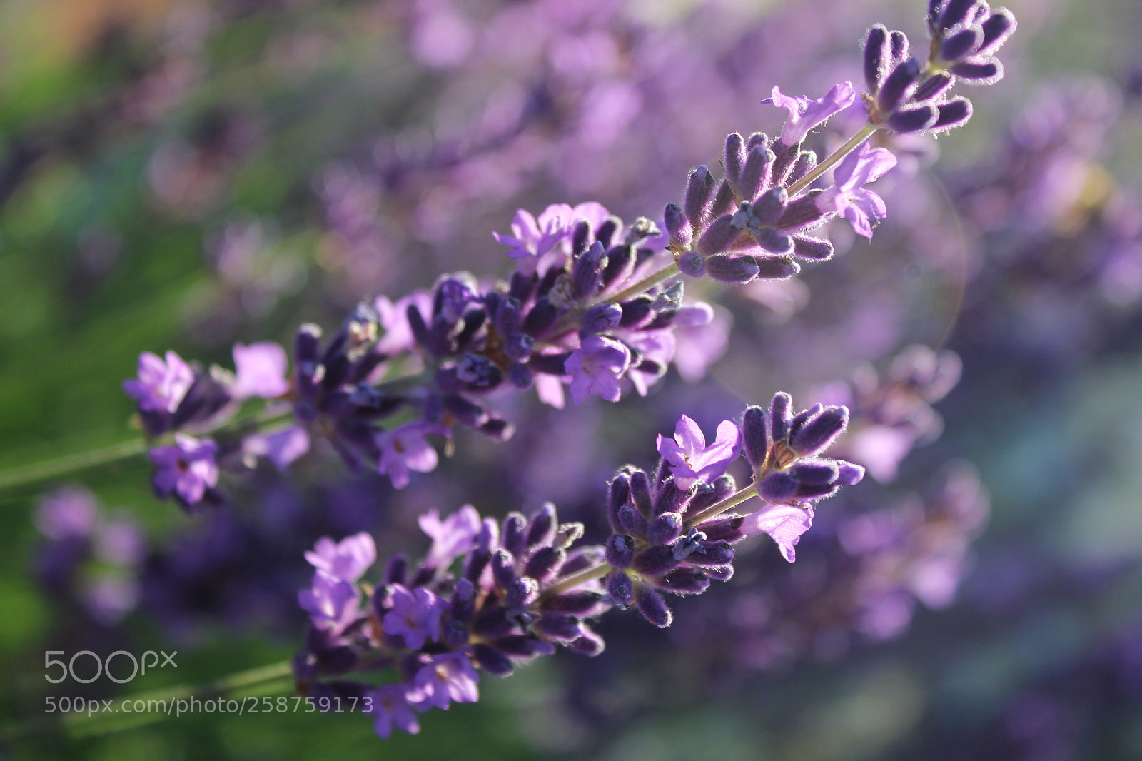 Canon EF-S 18-55mm F3.5-5.6 IS sample photo. Untitled photography