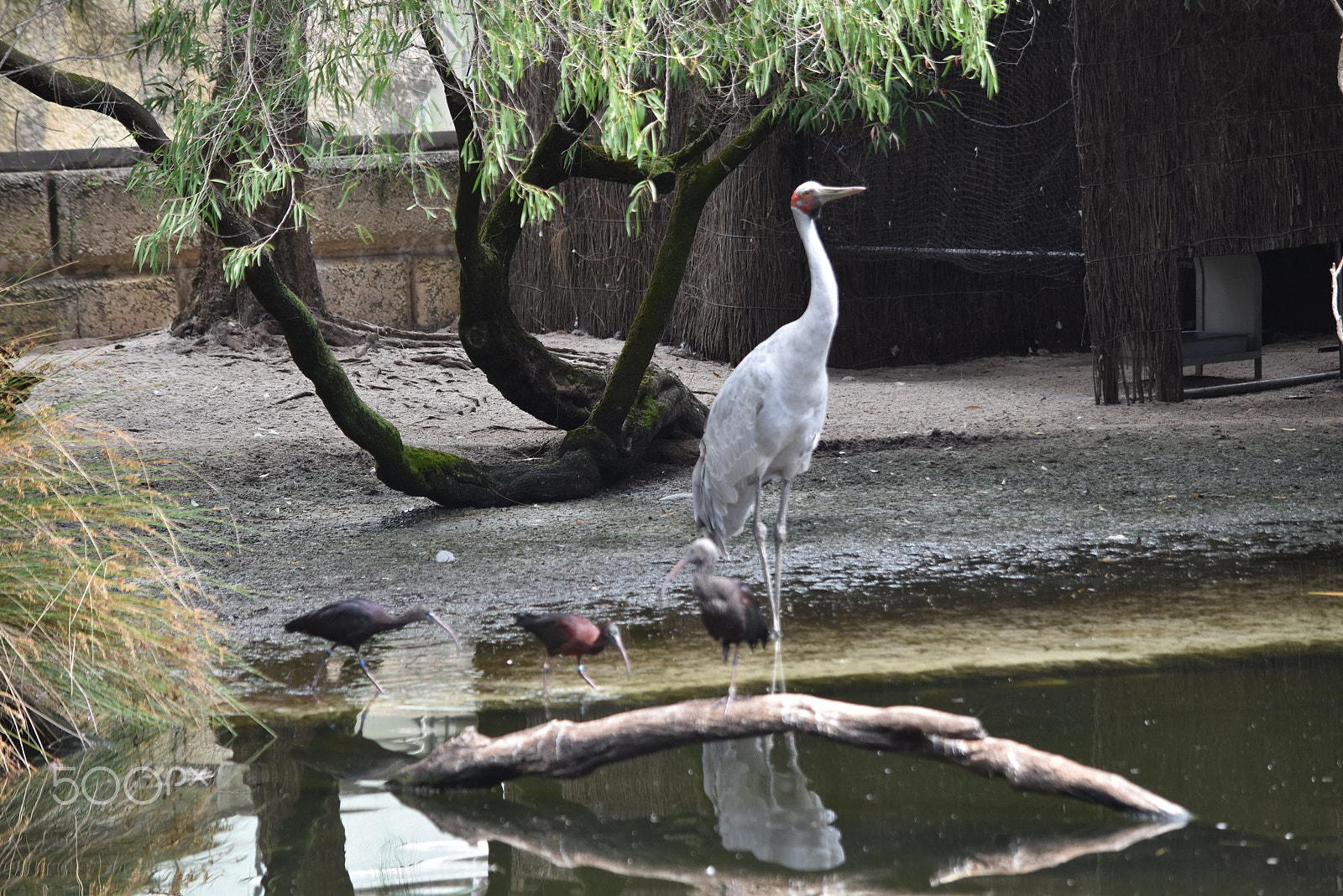 Nikon D5500 sample photo. Blissful wildlife photography