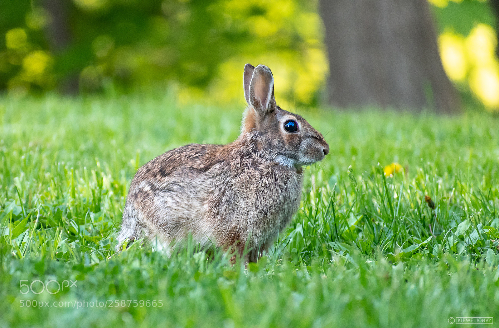 Nikon D850 sample photo. Rabbit & clover photography
