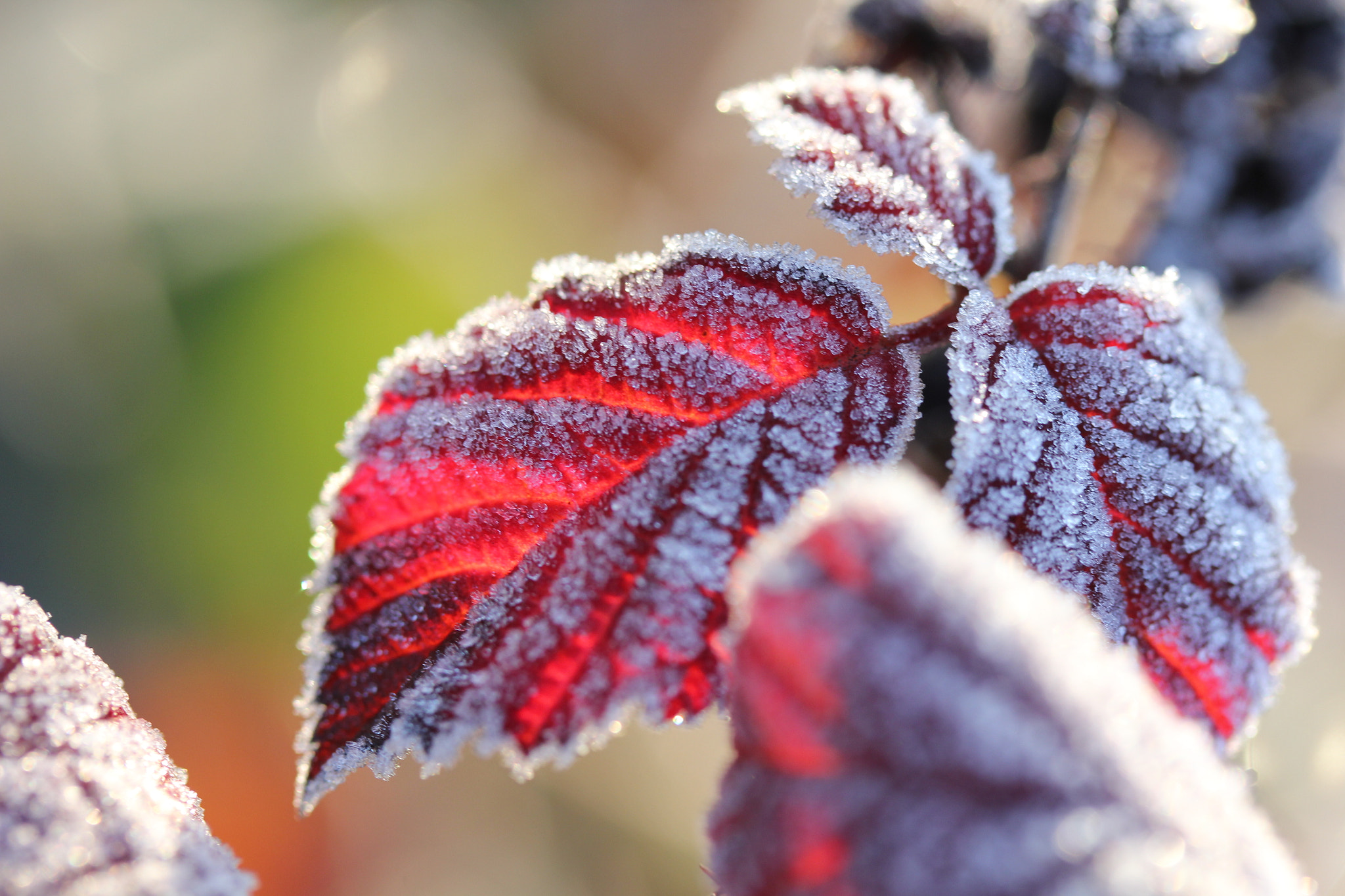 Canon EF-S 60mm F2.8 Macro USM sample photo