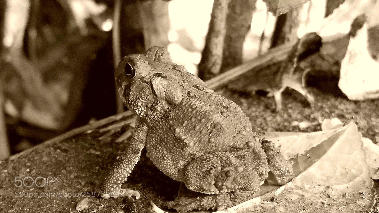 Samsung Galaxy S7 sample photo. The frog photography