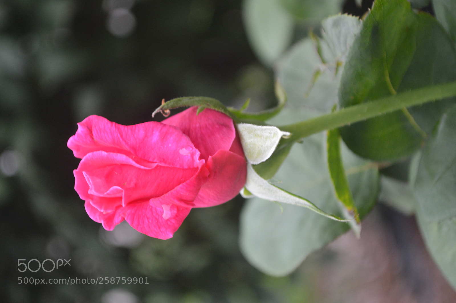 Nikon D3200 sample photo. 005.jpg photography