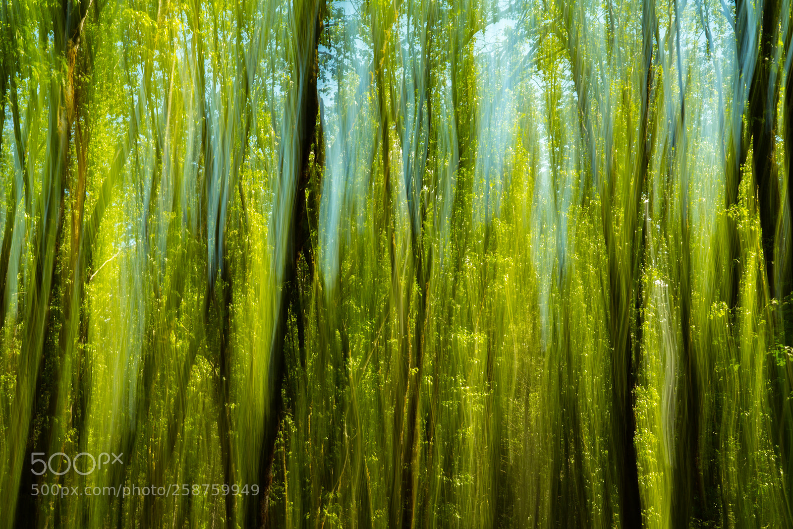 Sony a7R III sample photo. Enchanted forest photography