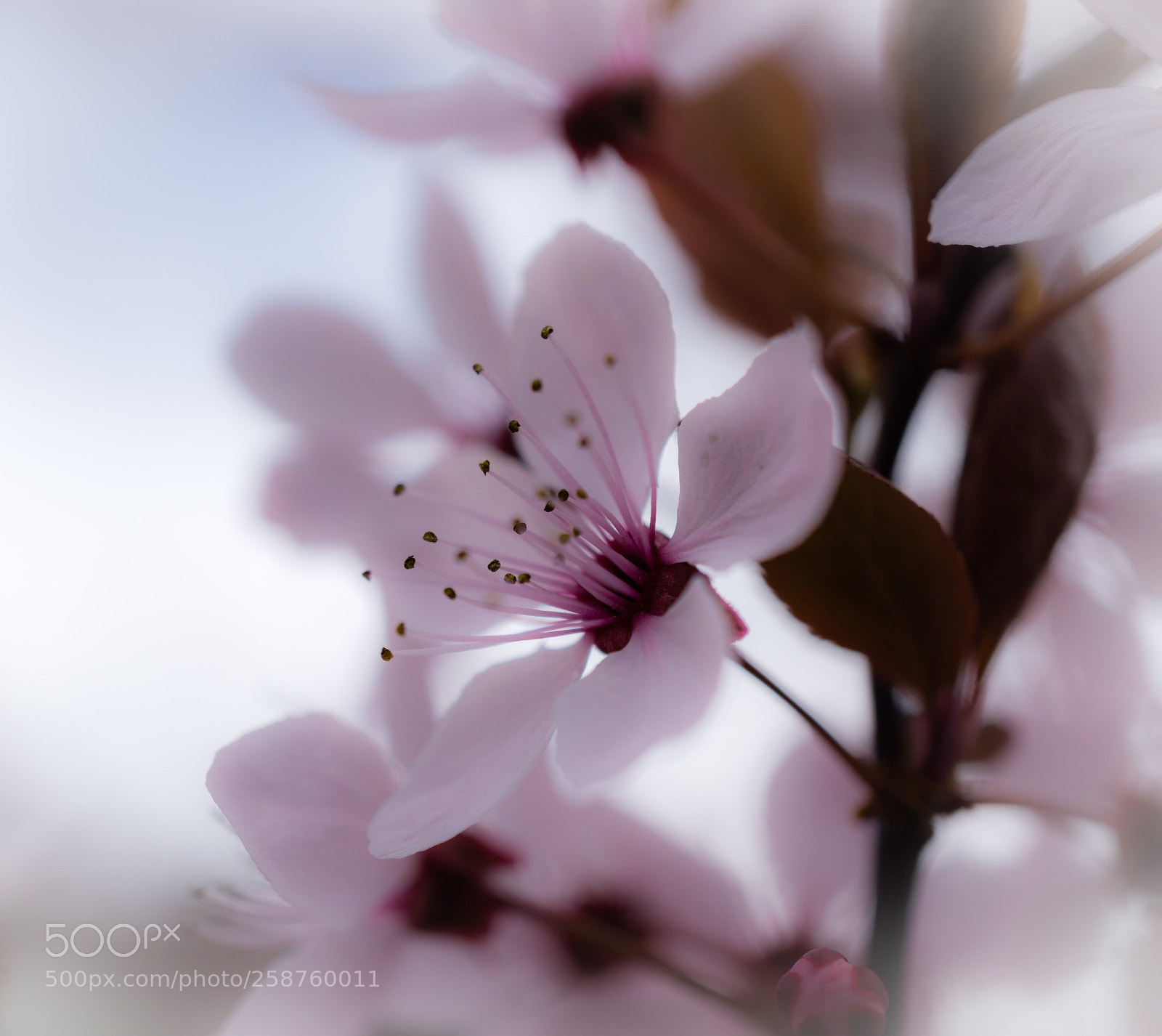 Sony a6000 sample photo. Prunus cerasifera photography