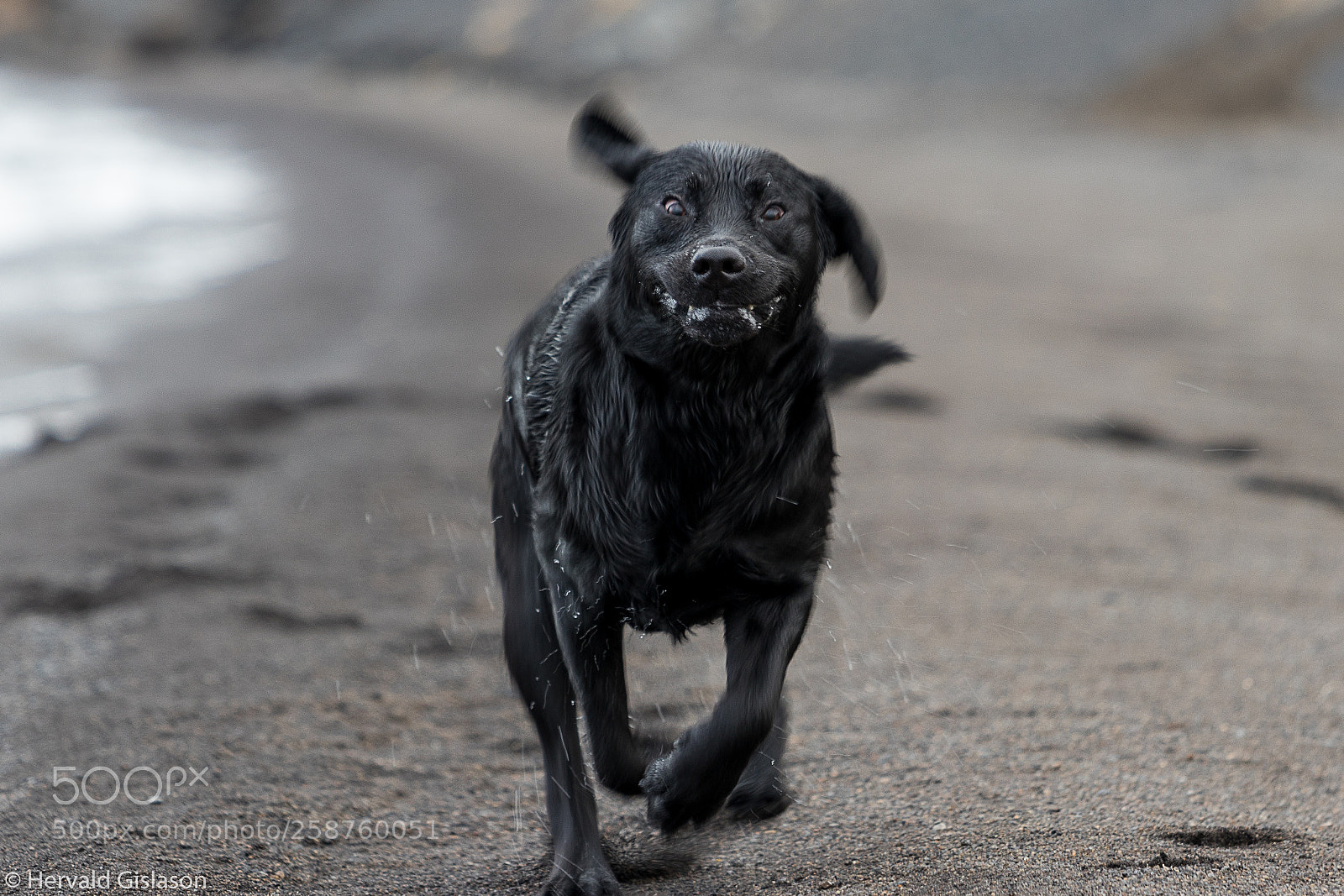 Canon EOS 80D sample photo. Why go slow when photography