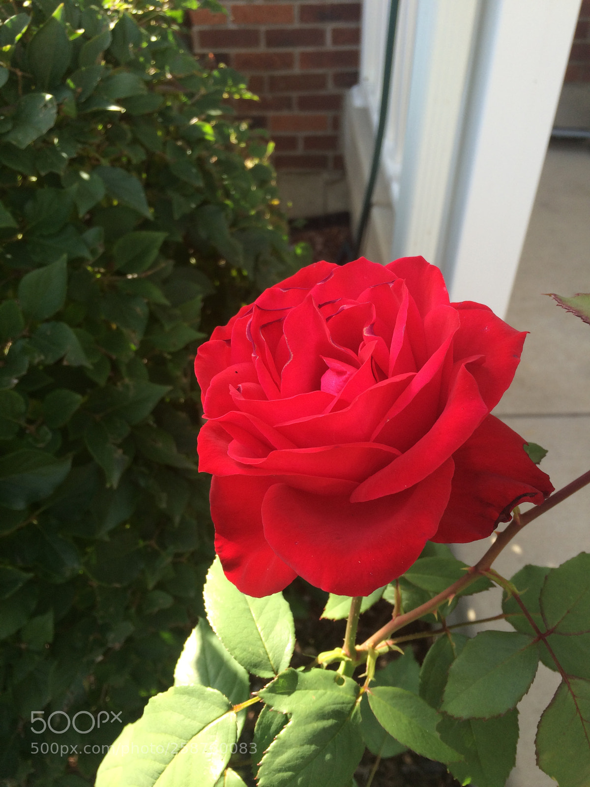 Apple iPhone 5s sample photo. Untitled photography