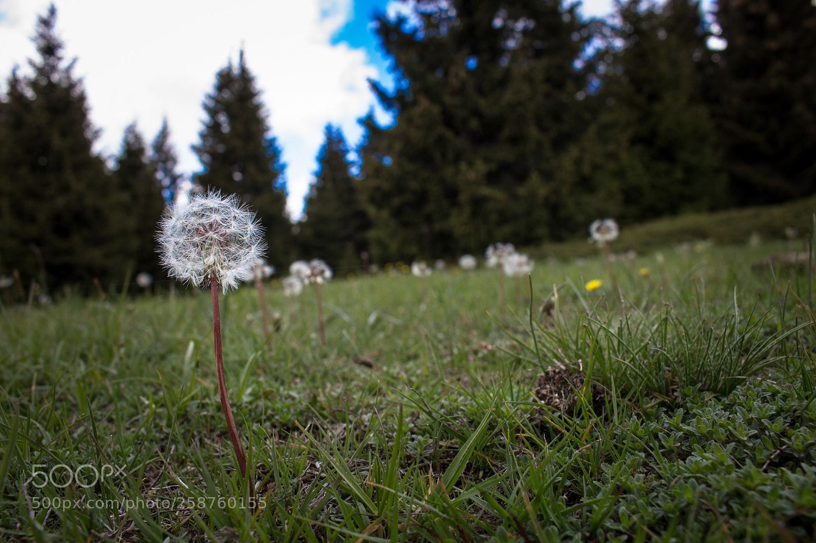 Canon EOS 700D (EOS Rebel T5i / EOS Kiss X7i) sample photo. Just blow it photography