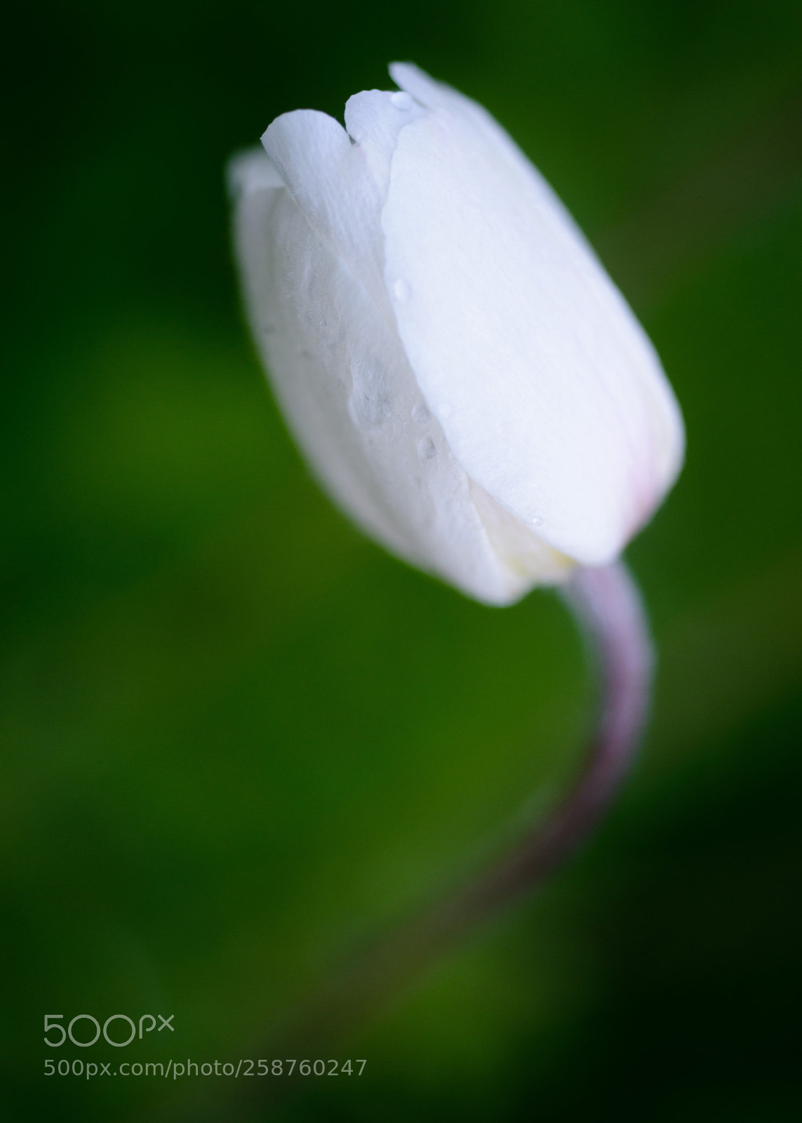 Nikon D800 sample photo. Untitled photography