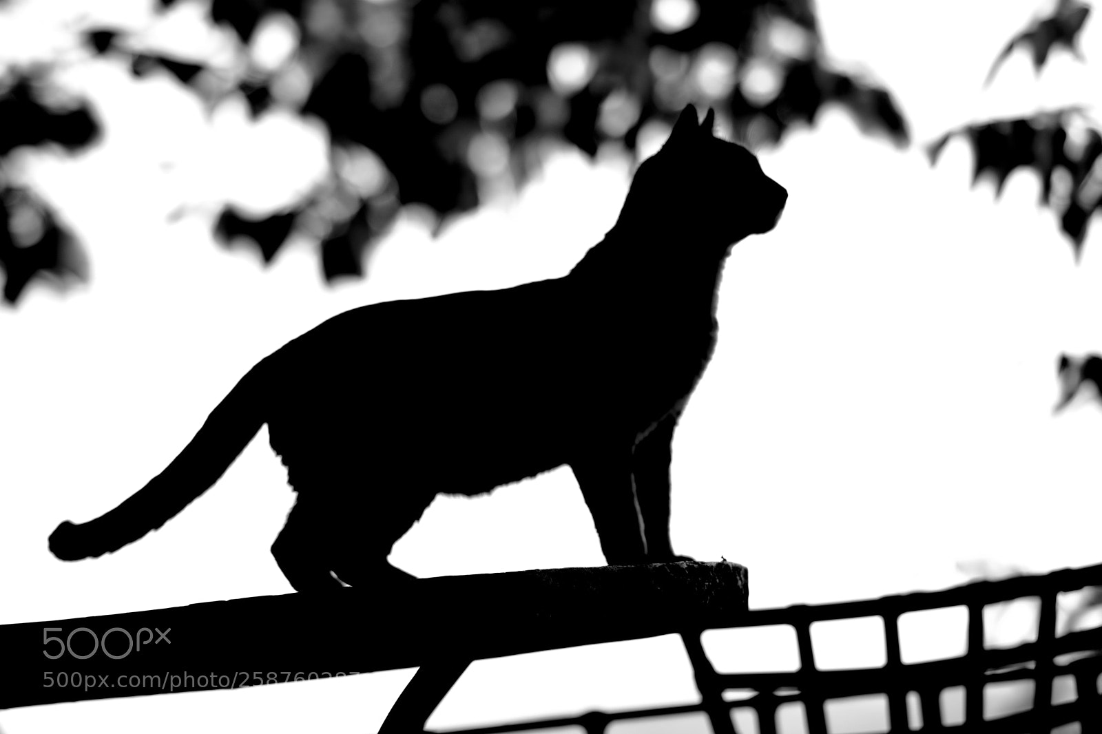 Nikon D3400 sample photo. The cat photography