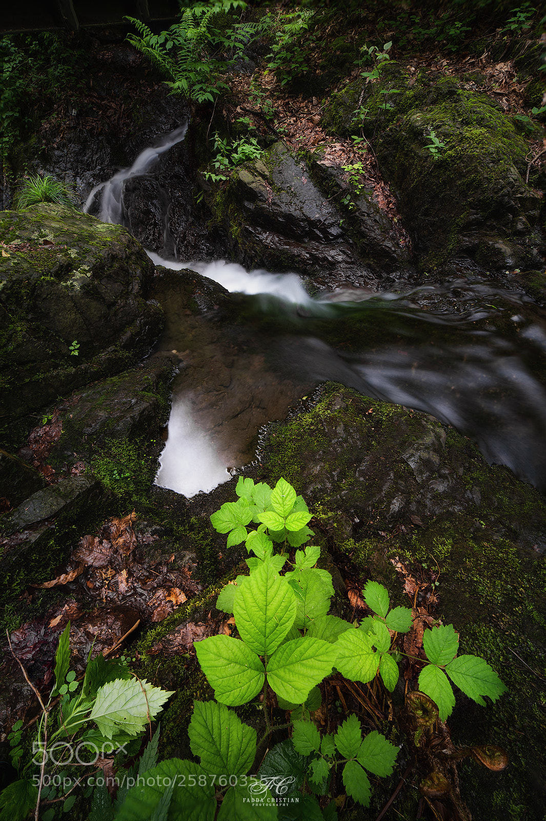 Nikon D750 sample photo. Light of the forest photography