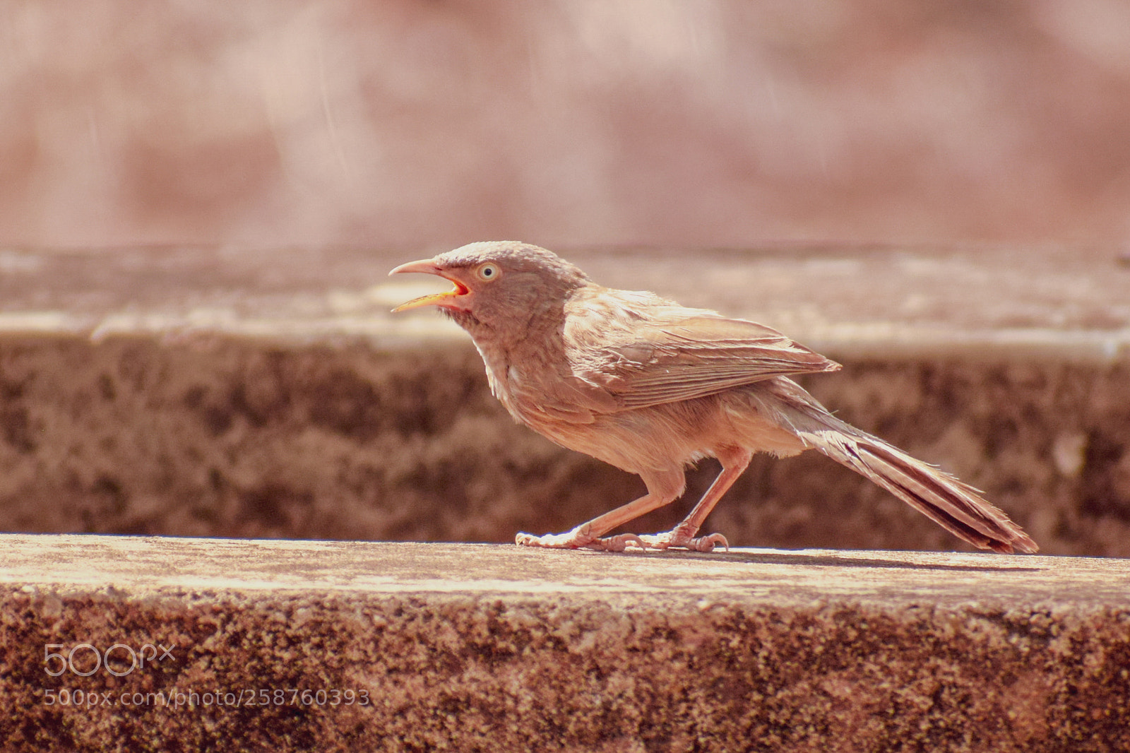 Nikon D3300 sample photo. Birds photography
