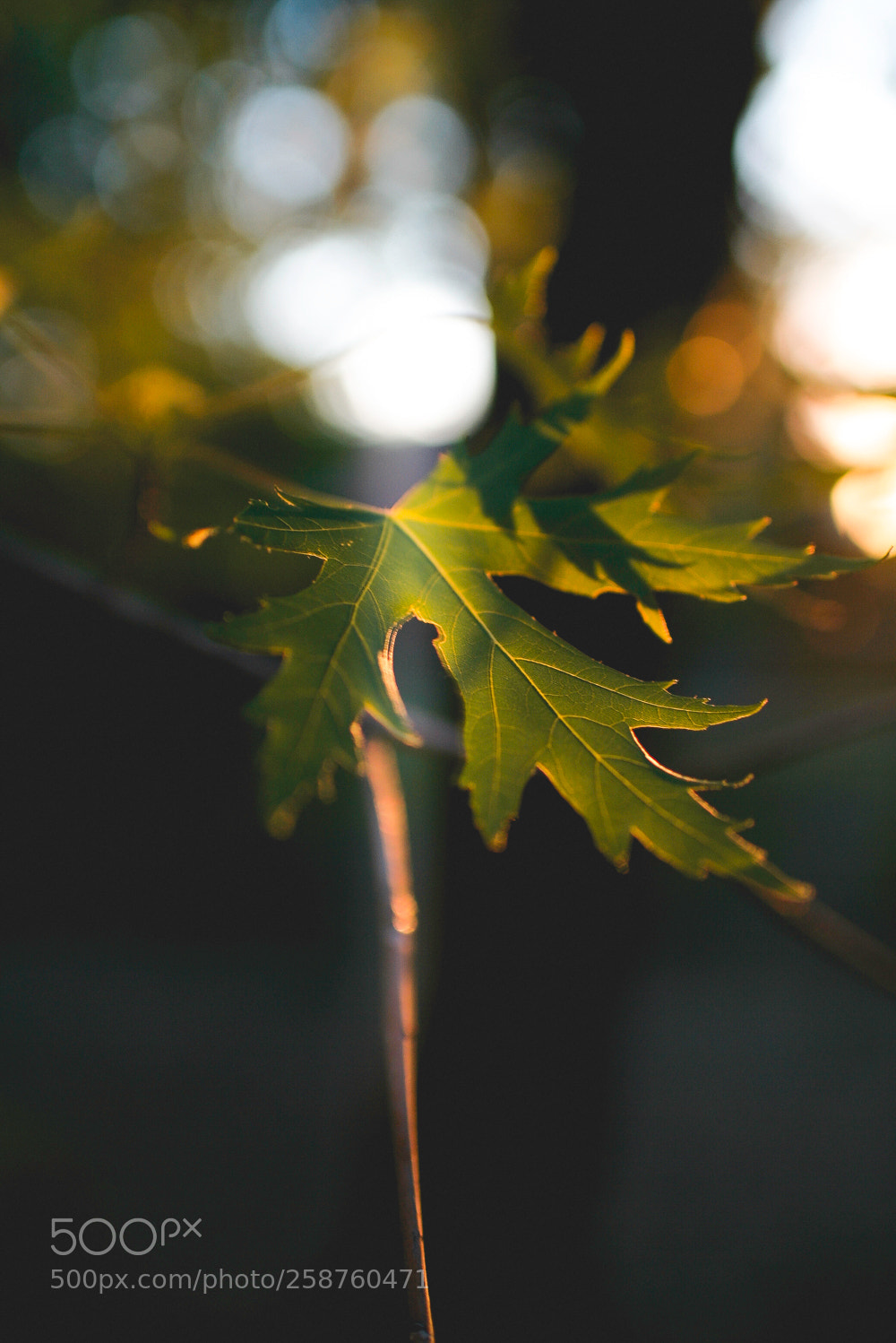 Canon EOS-1D Mark II N sample photo. Img photography