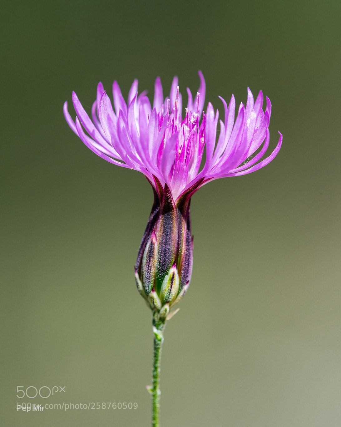 Sony a99 II sample photo. **** photography
