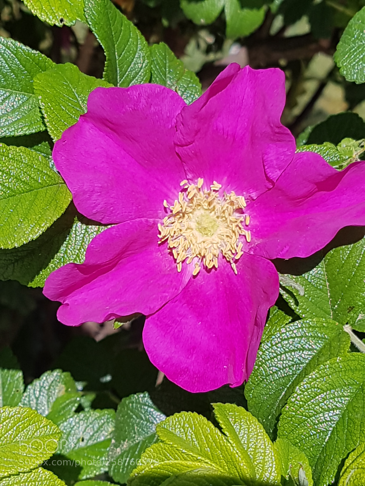 Samsung Galaxy S7 sample photo. Wild rose blossom photography