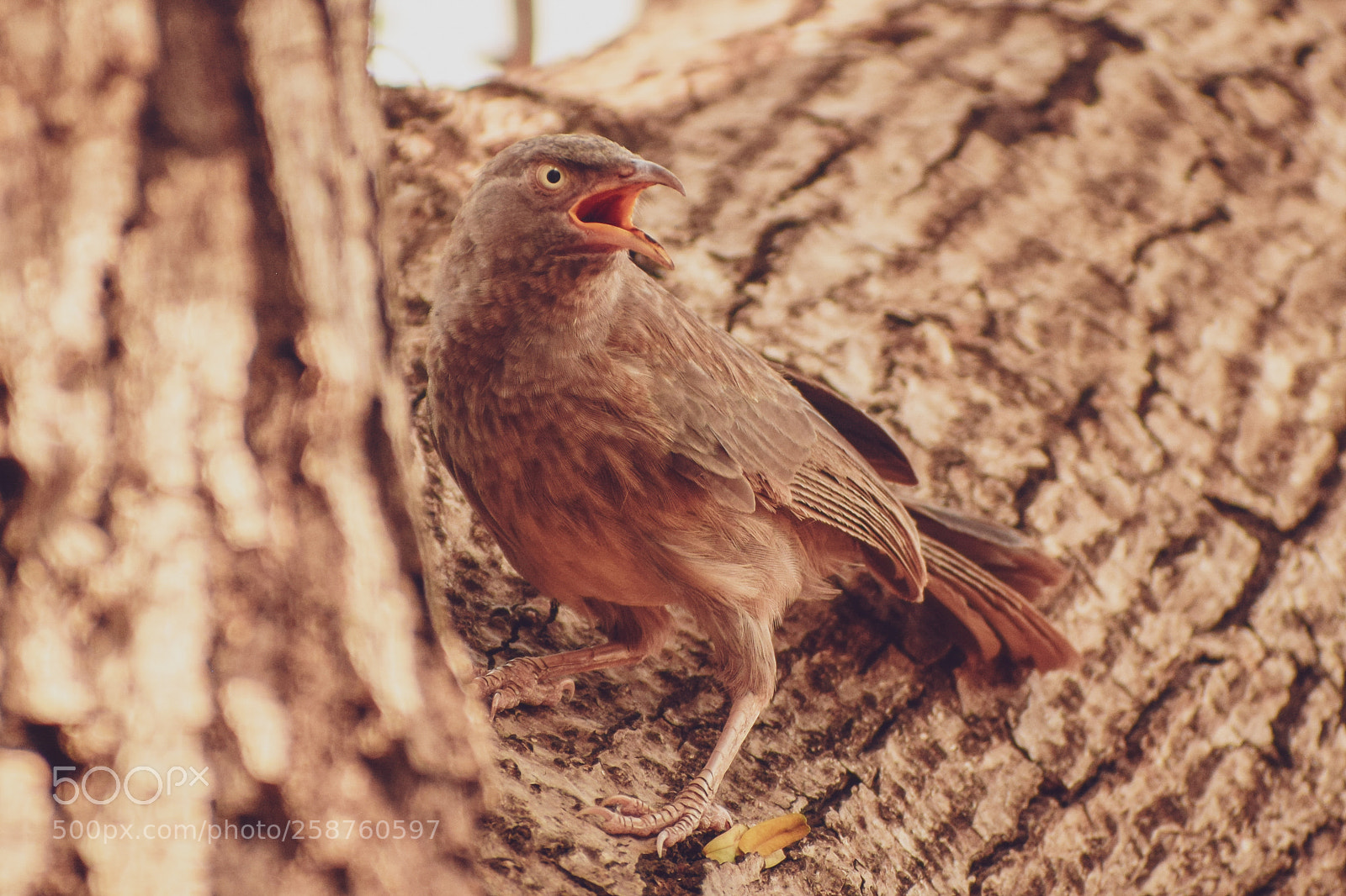 Nikon D3300 sample photo. Birds photography