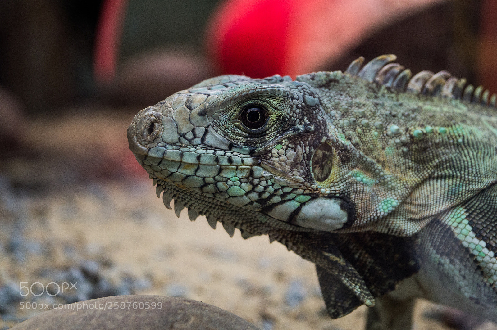 Sony SLT-A37 sample photo. Green lizard photography