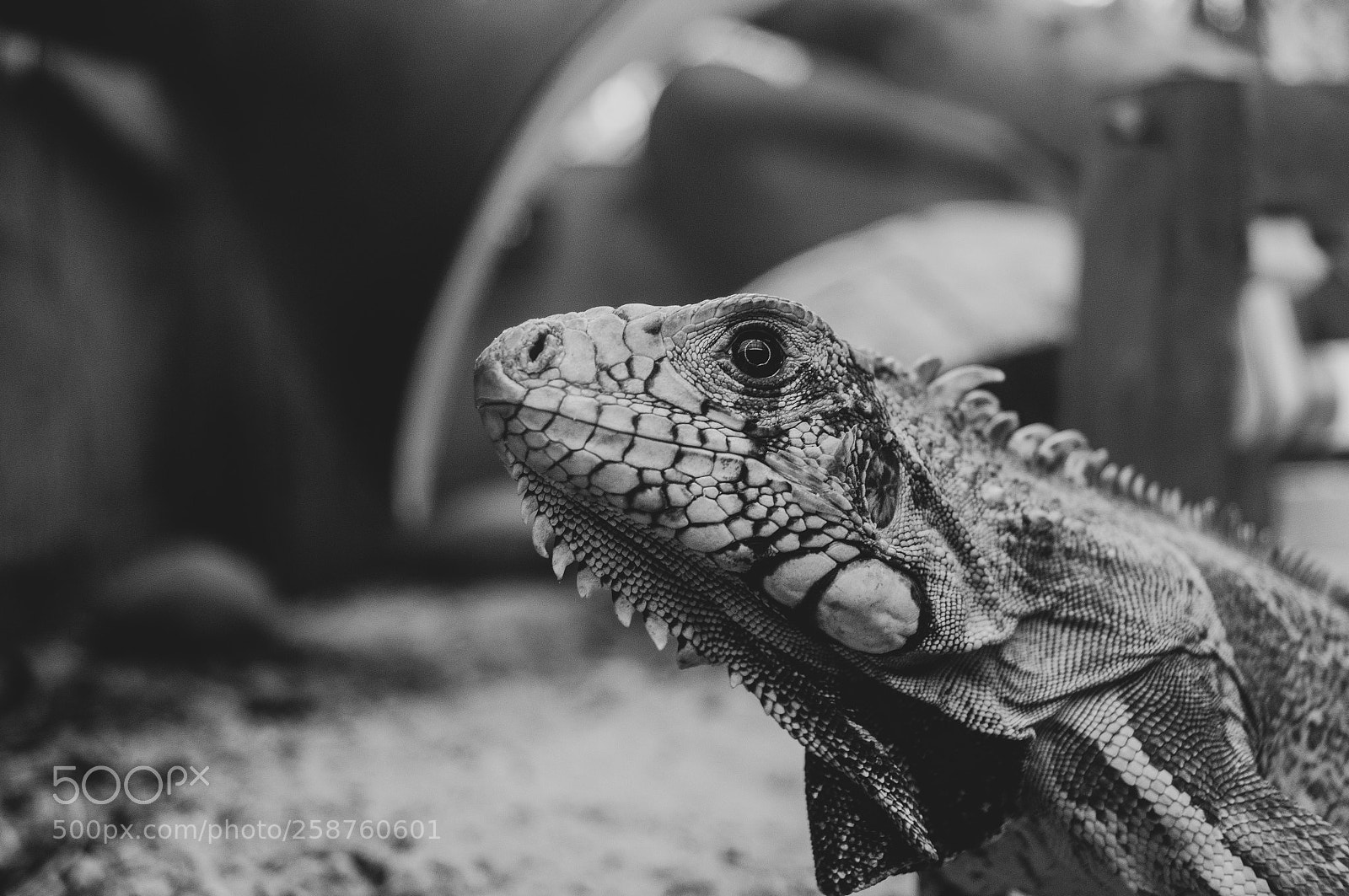 Sony SLT-A37 sample photo. Lizard in bw photography