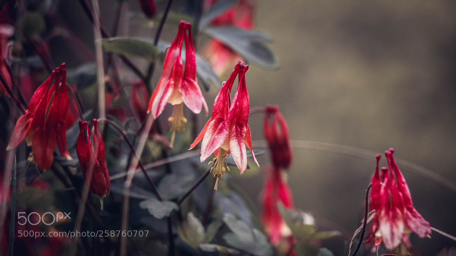 Canon EOS 80D sample photo. Wild columbine photography