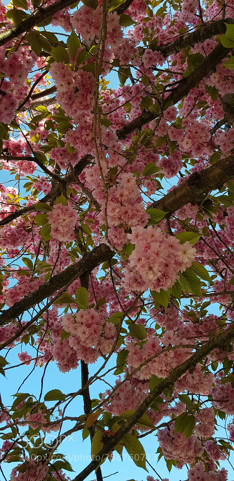 Samsung Galaxy S8 sample photo. Under the japanese cherry photography