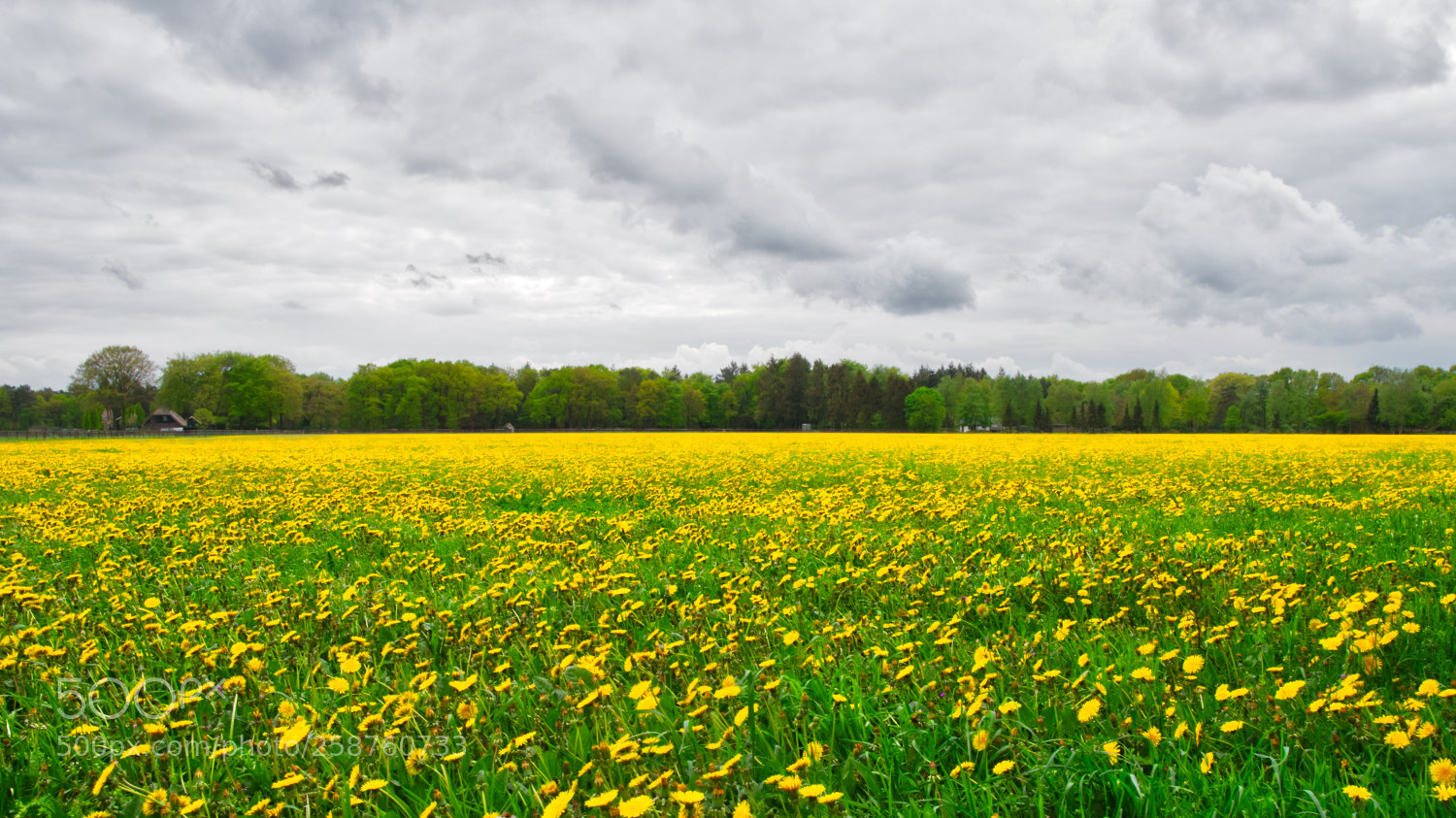 Sony a6500 sample photo. Dutch dandelions photography