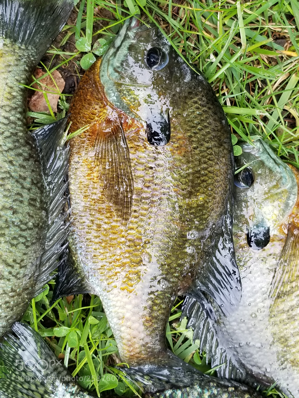Samsung Galaxy S8 sample photo. Untitled photography