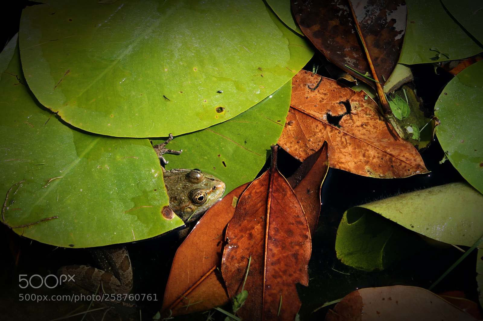 Canon EOS 1100D (EOS Rebel T3 / EOS Kiss X50) sample photo. Frog and waterlily #6 photography
