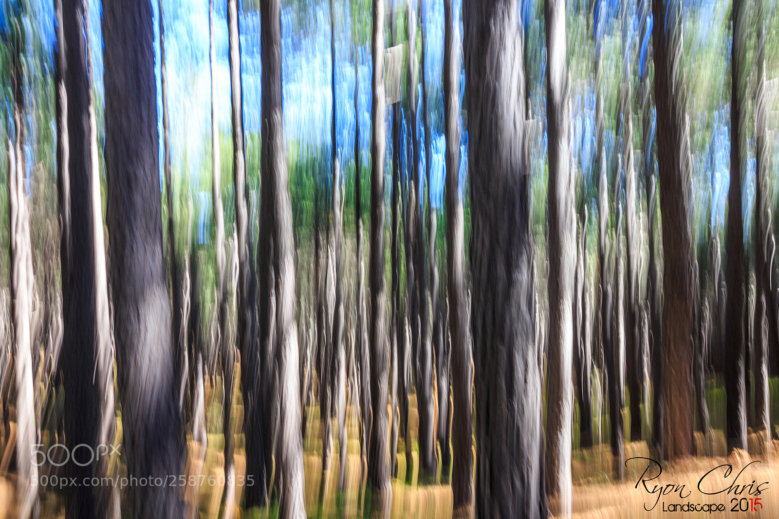 Canon EOS 650D (EOS Rebel T4i / EOS Kiss X6i) sample photo. Rough forest photography