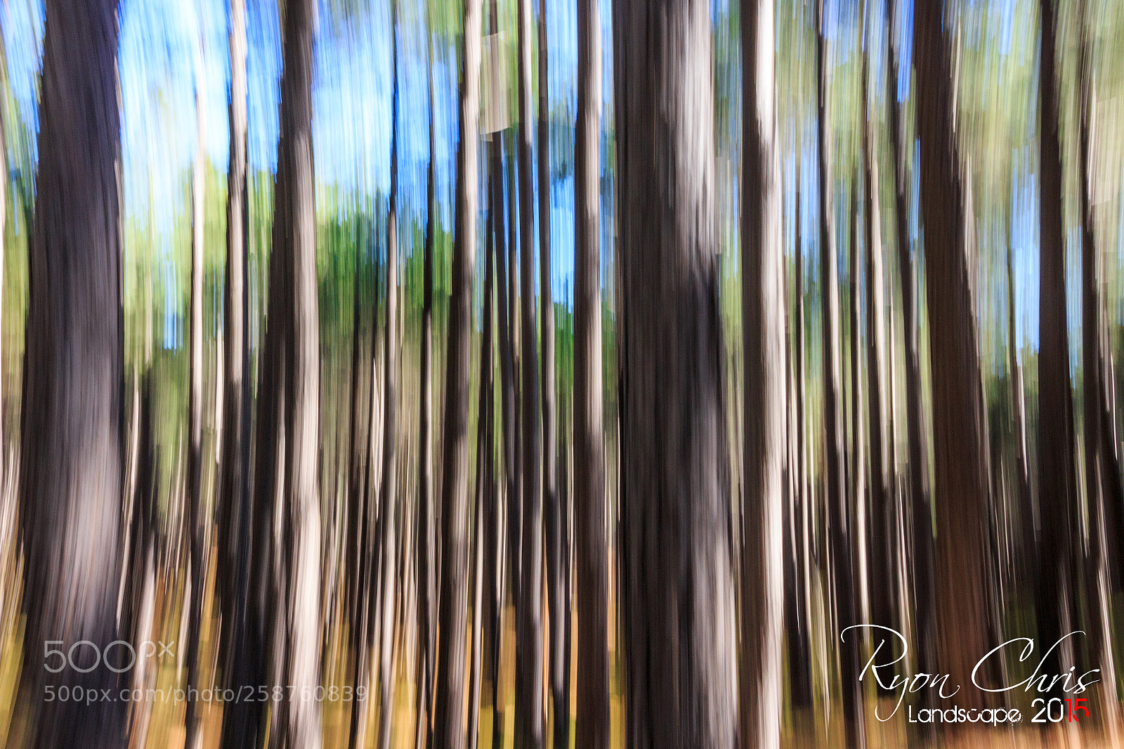 Canon EOS 650D (EOS Rebel T4i / EOS Kiss X6i) sample photo. Smooth forest photography