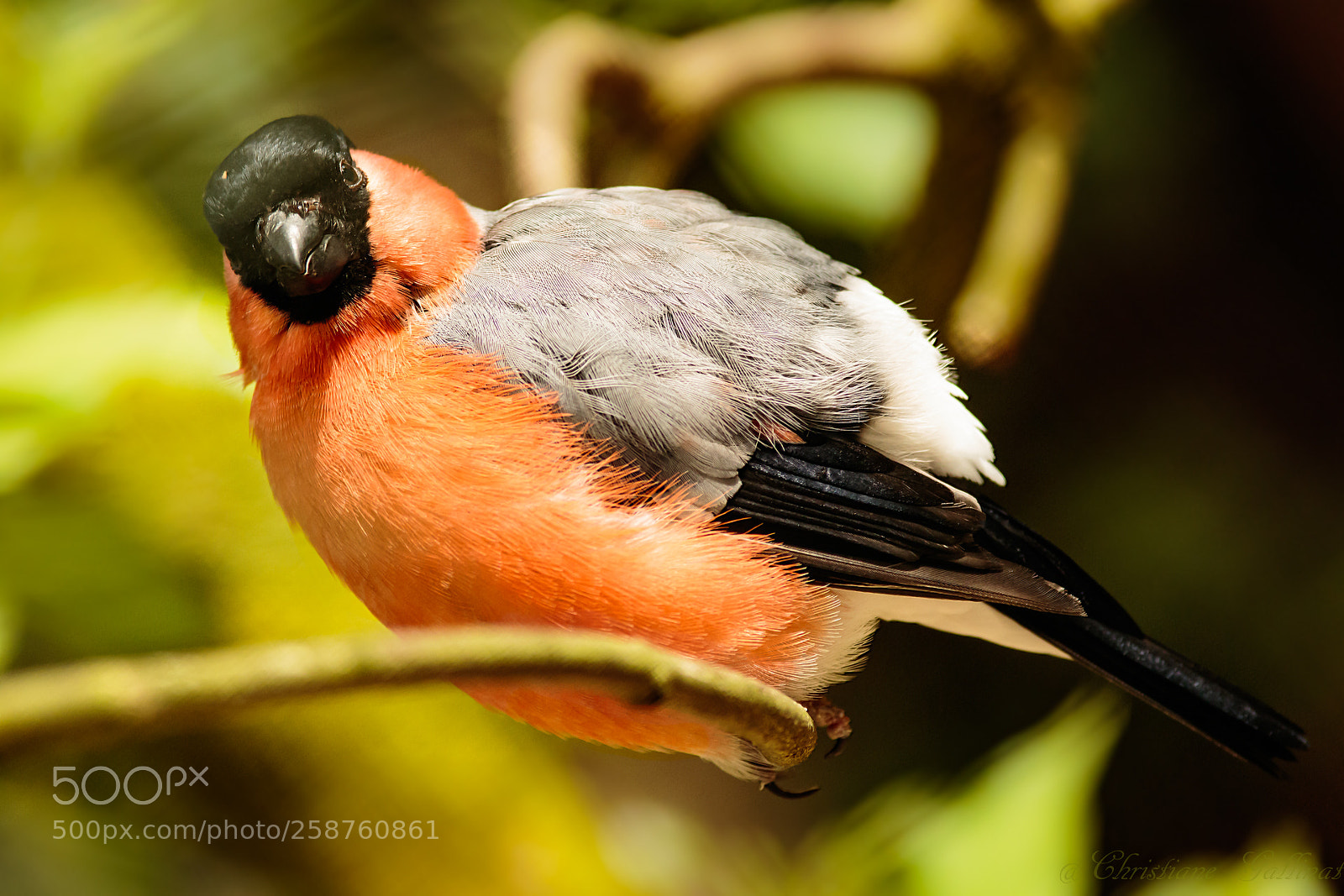 Canon EOS 7D Mark II sample photo. Dompfaff photography