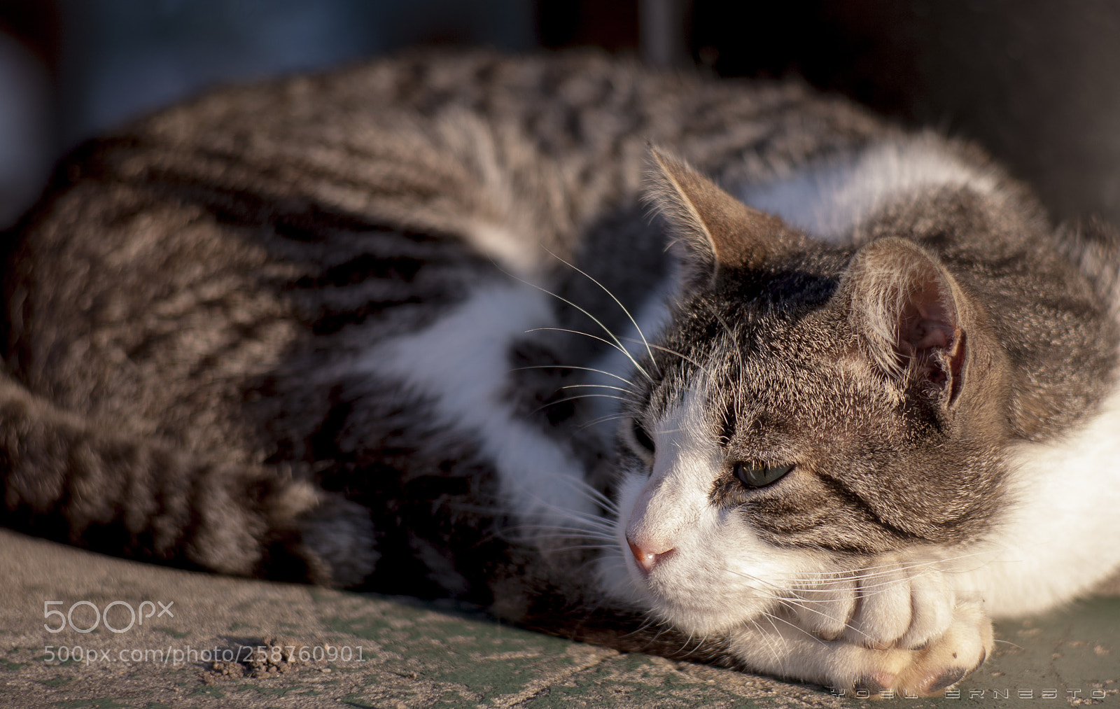 Canon EOS 5D sample photo. Tranquilo photography