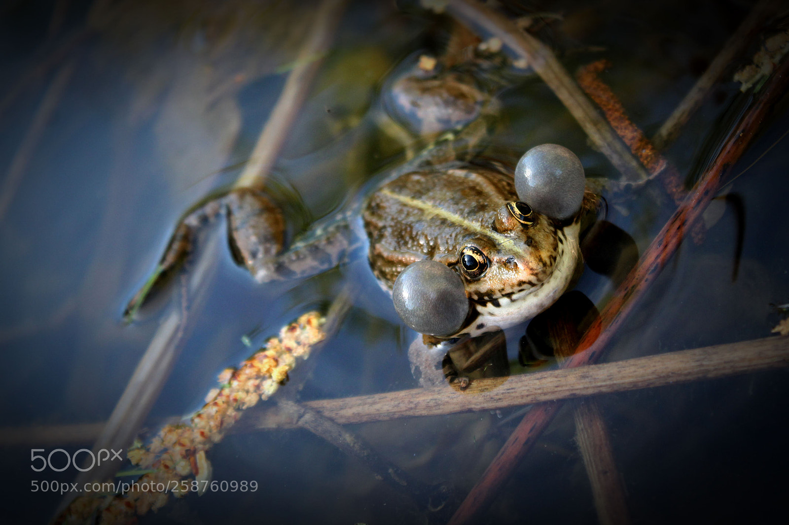 Canon EOS 1100D (EOS Rebel T3 / EOS Kiss X50) sample photo. Lazy frog #3 photography
