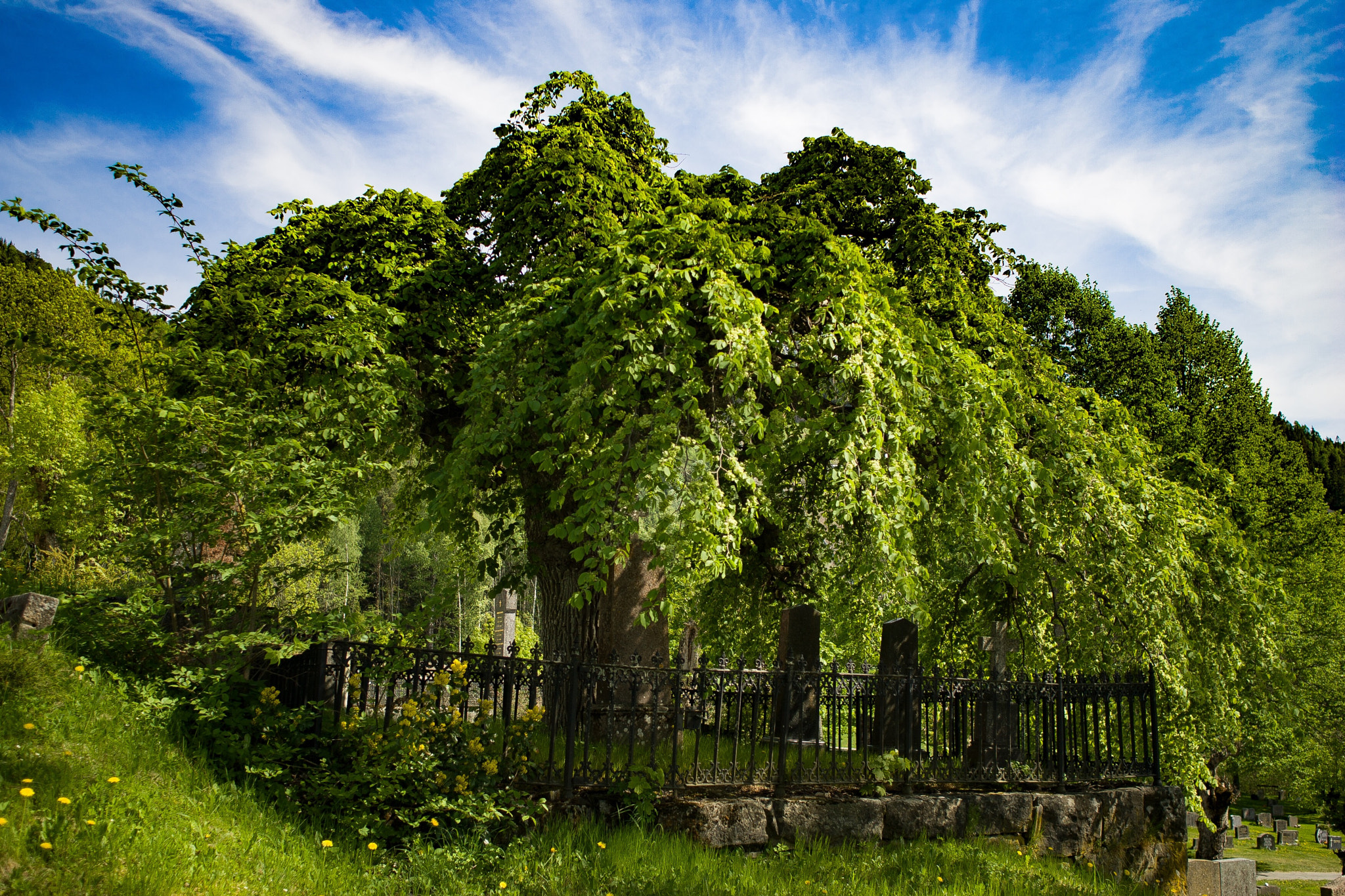 Canon EOS-1D Mark II sample photo. Summer explode
on graveyard photography