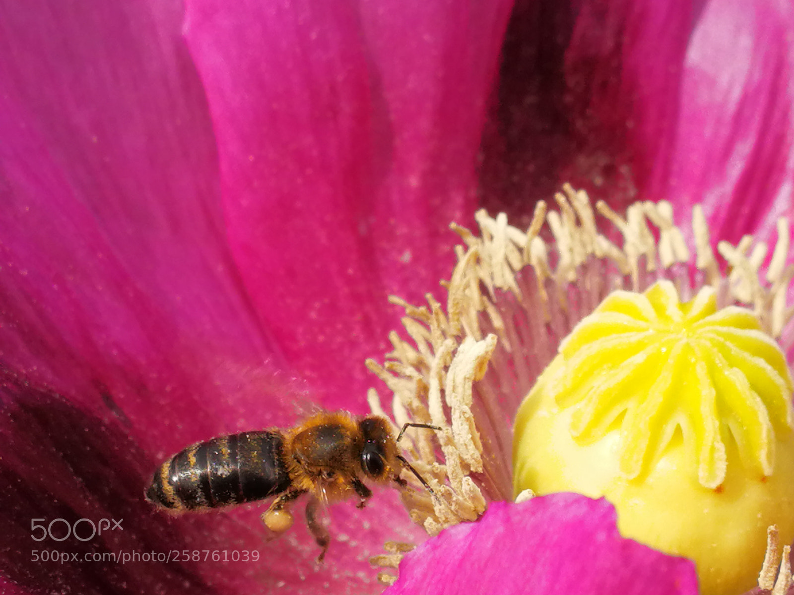 HUAWEI Mate 9 sample photo. Poppy cocoon photography