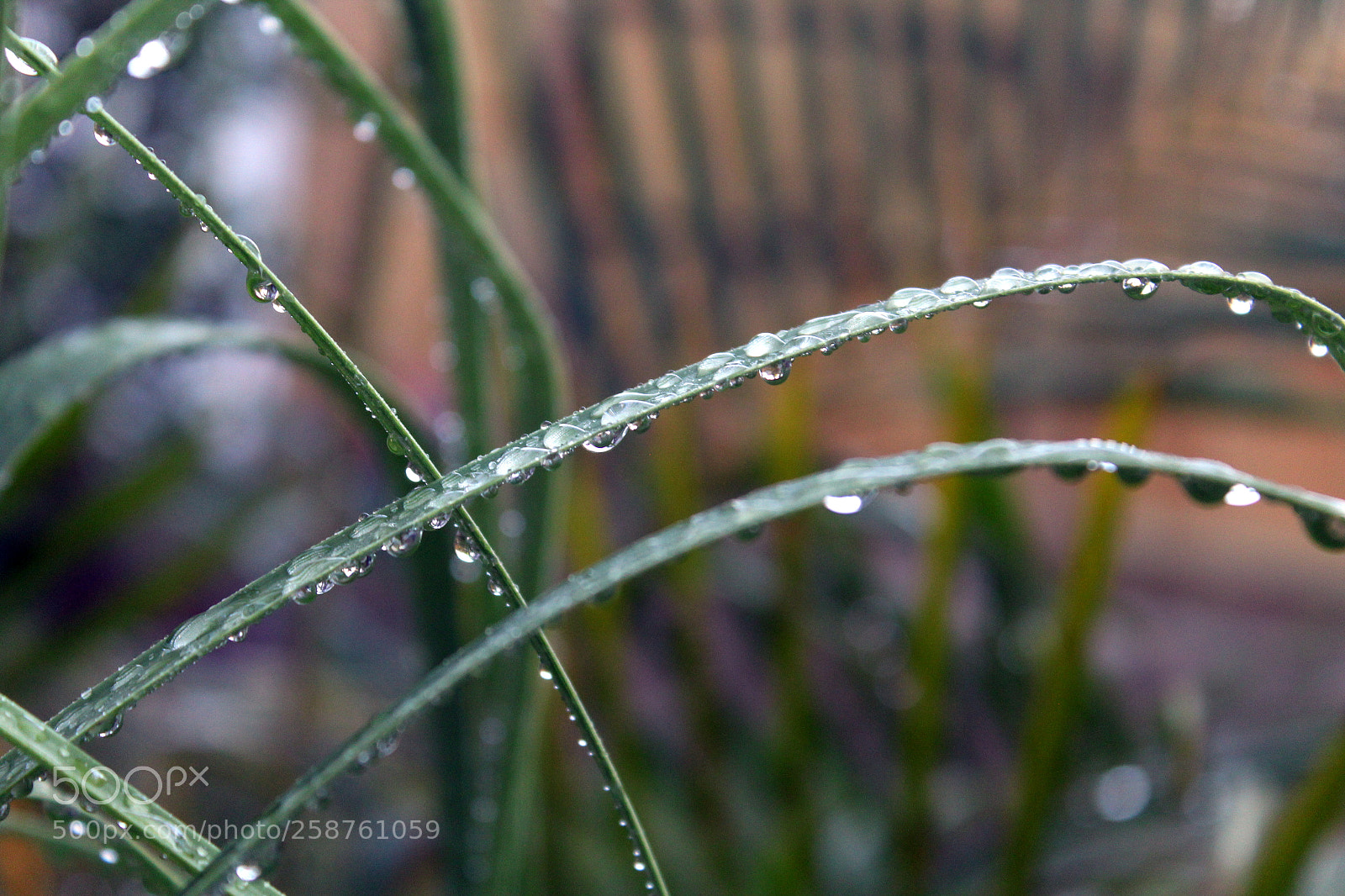 Canon EOS 1200D (EOS Rebel T5 / EOS Kiss X70 / EOS Hi) sample photo. Grass with rain drops photography