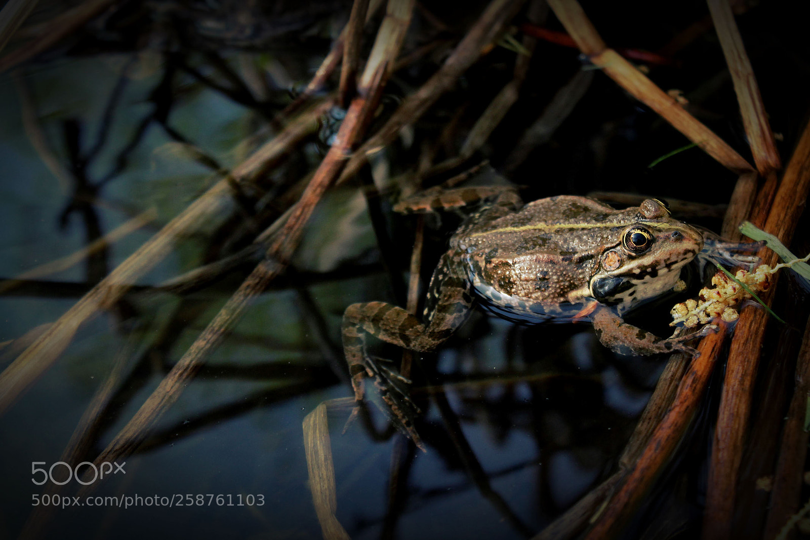 Canon EOS 1100D (EOS Rebel T3 / EOS Kiss X50) sample photo. Lazy frog #4 photography