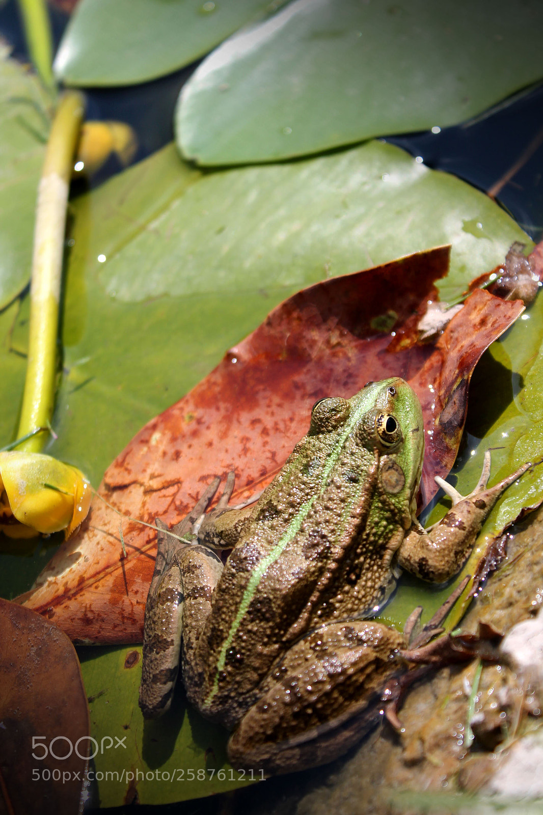 Canon EOS 1100D (EOS Rebel T3 / EOS Kiss X50) sample photo. Frog and waterlily #7 photography