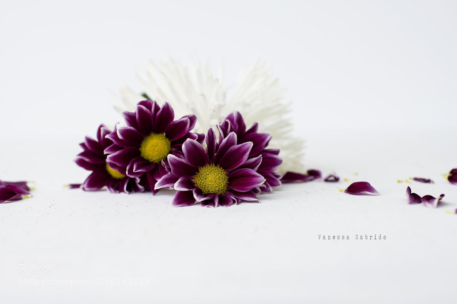 Nikon D850 sample photo. Flowers photography