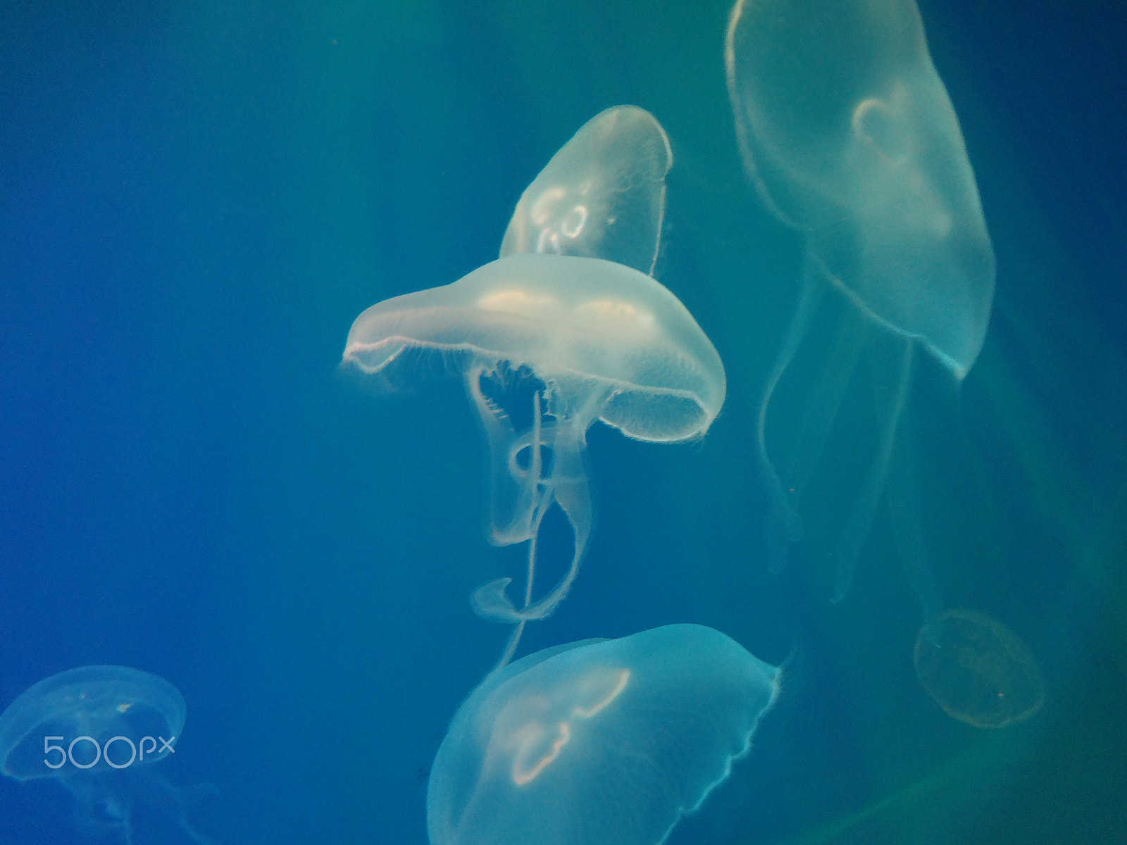 Sony Cyber-shot DSC-WX50 sample photo. Jellyfish dance photography