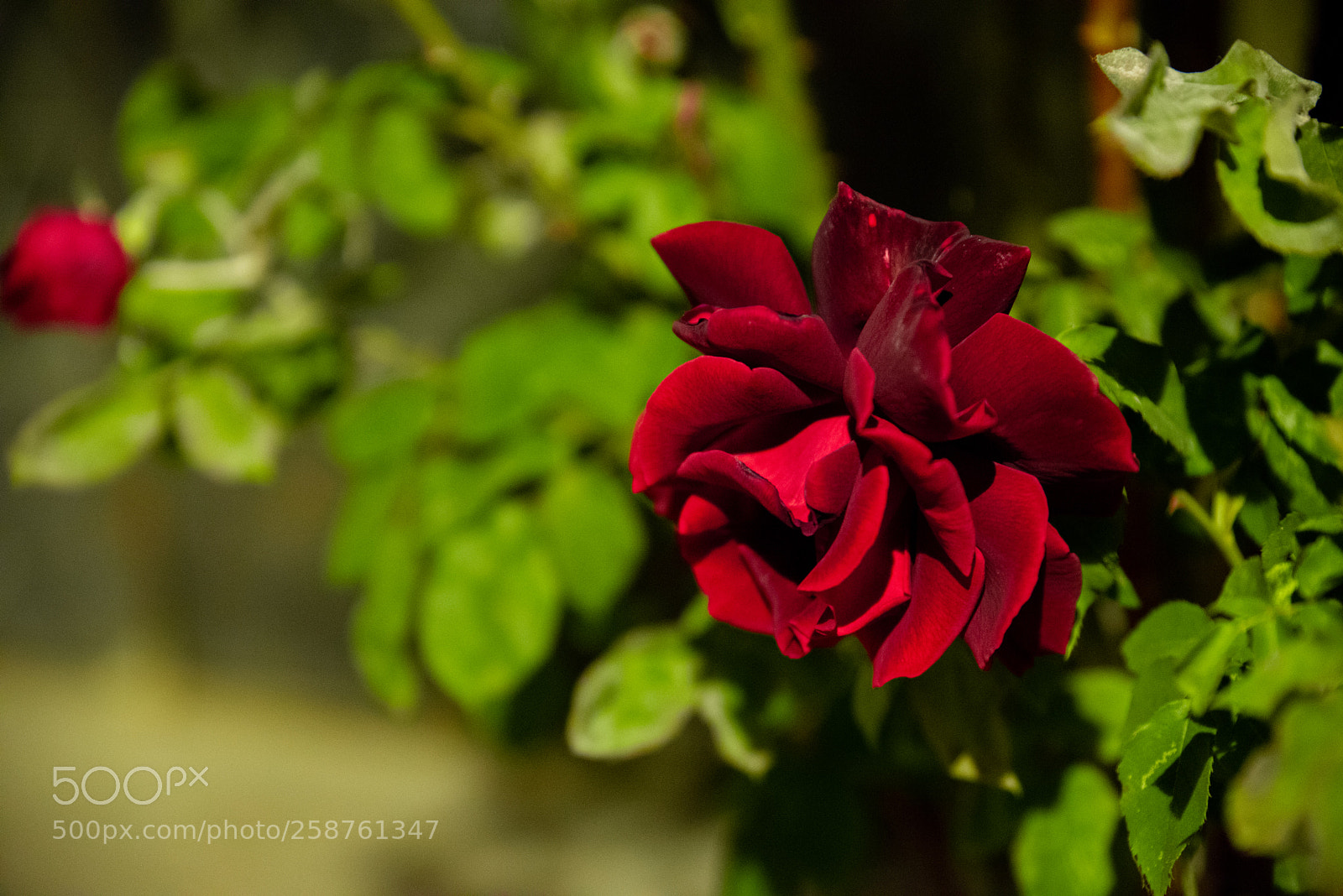 Nikon D750 sample photo. Red rose photography