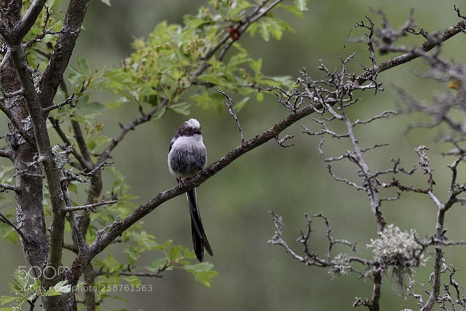 Nikon D750 sample photo. Long-tailed tit photography