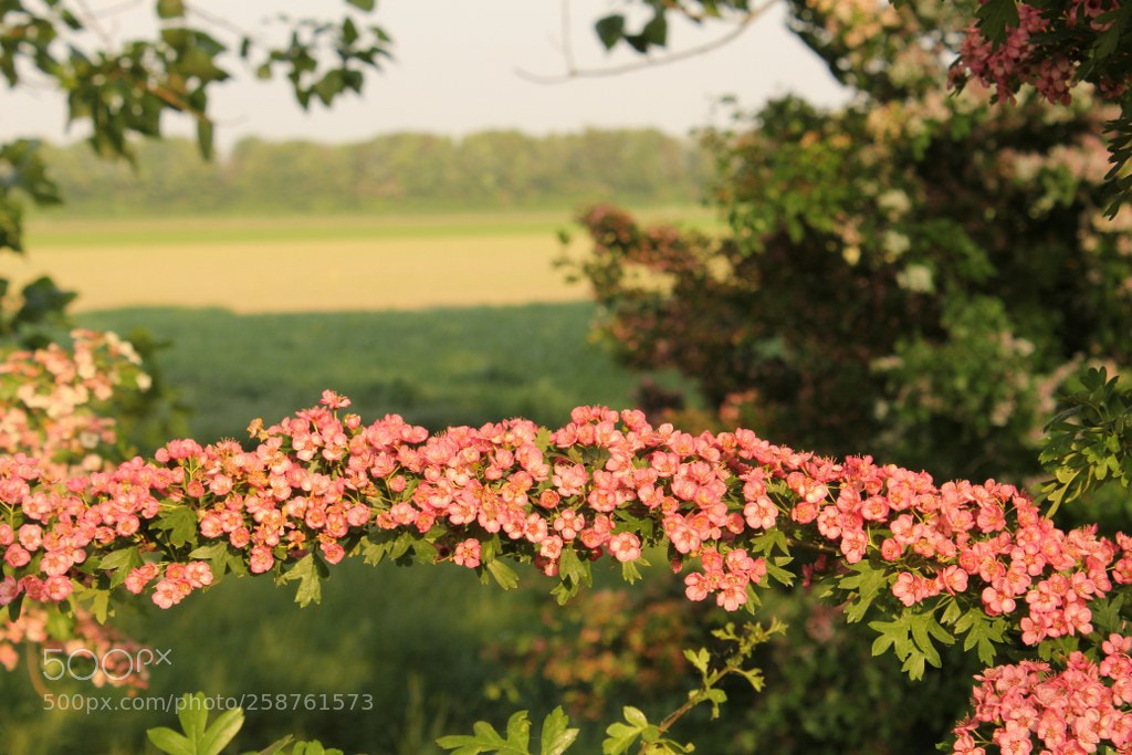 Canon EOS 60D sample photo. Wondeful pink blossom photography