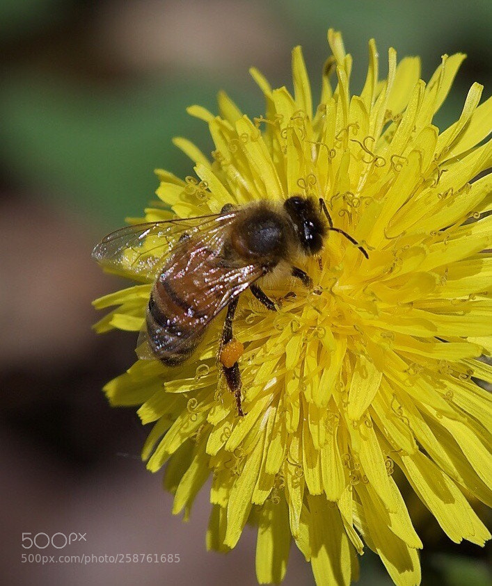 Nikon D500 sample photo. Little wonders photography