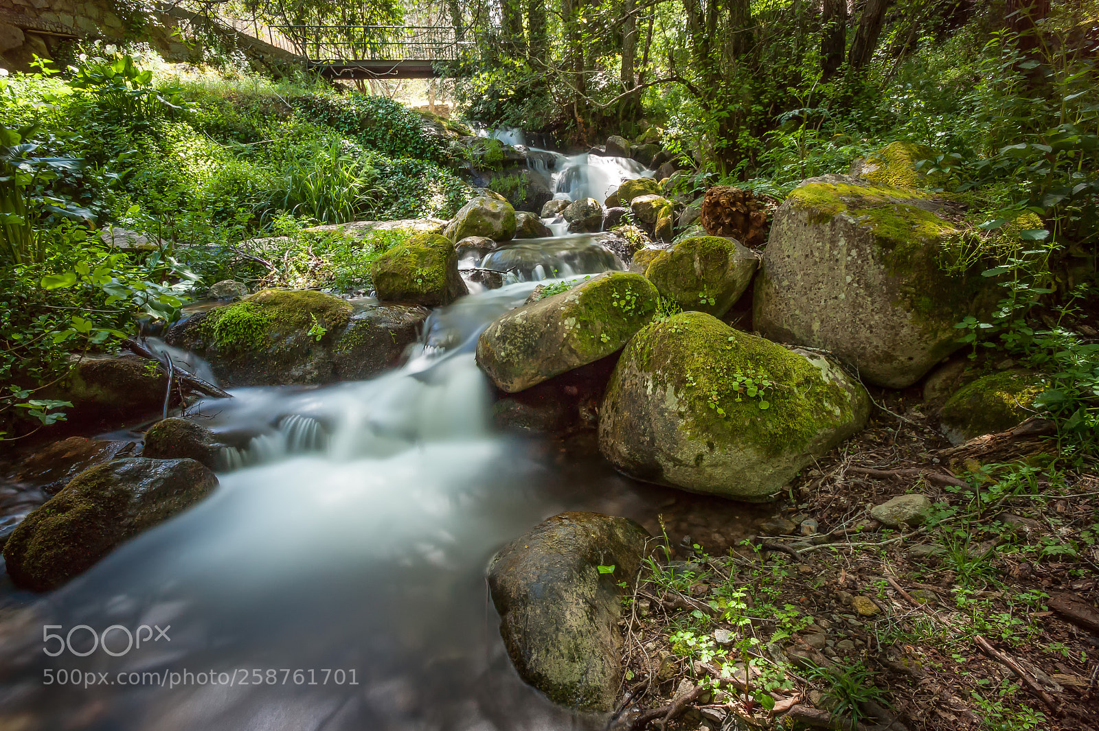 Sony Alpha DSLR-A350 sample photo. Forest heart photography