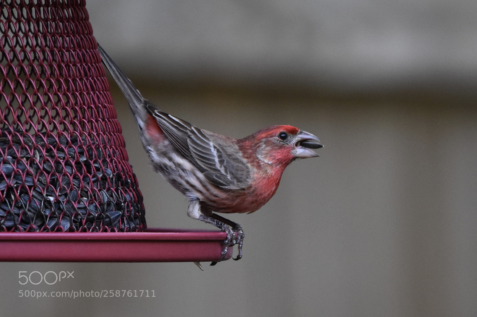 Nikon D7200 sample photo. House finch photography