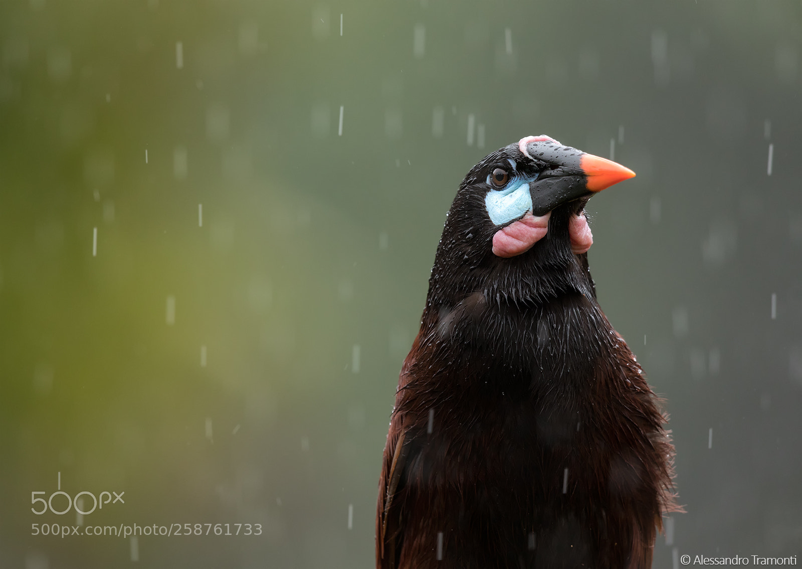 Canon EOS 5D Mark IV sample photo. Montezuma oropendola photography